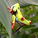 7 Day Affordable Costa Rica - Escorted